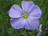 Linum komarovii. Цветок. Иркутская обл., Бодайбинский р-н, высокий берег р. Хомолхо. 14.07.2008.