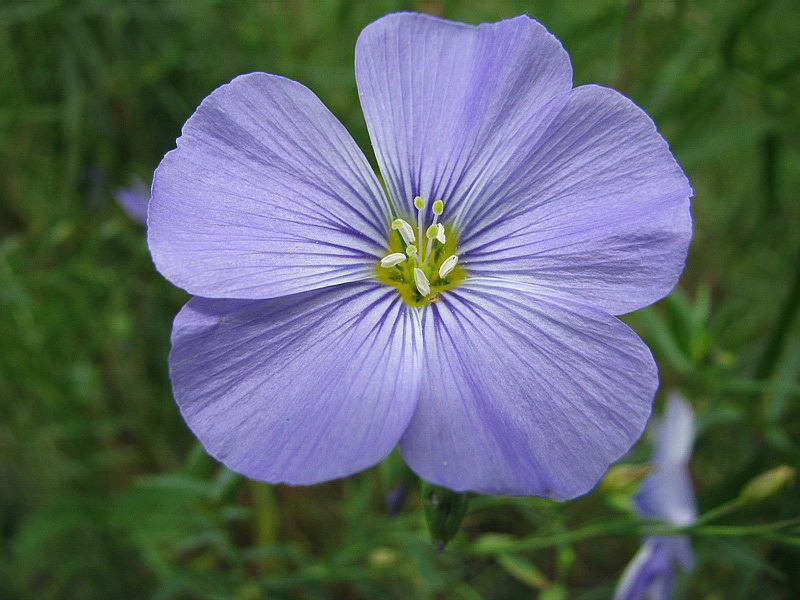 Image of Linum komarovii specimen.