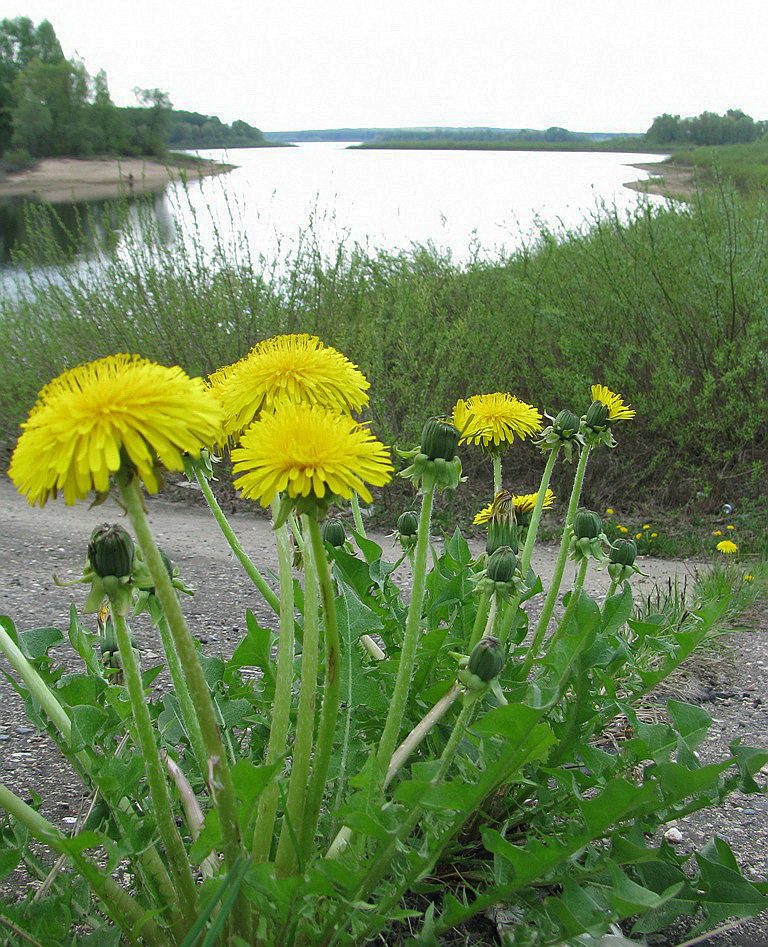 Изображение особи Taraxacum officinale.