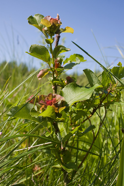 Image of Salix pyrolifolia specimen.