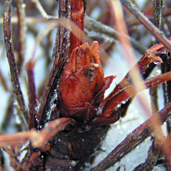 Image of Rhodiola quadrifida specimen.