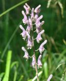 Aconitum septentrionale