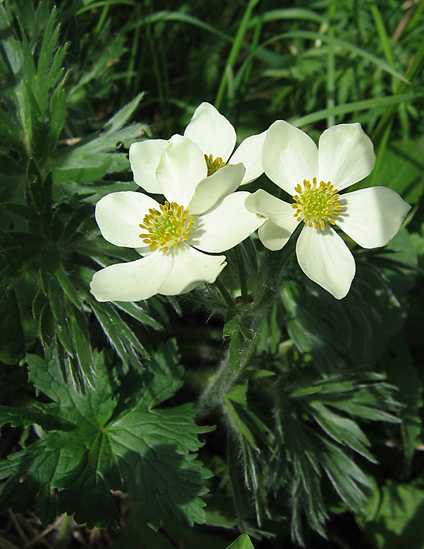 Image of Anemonastrum crinitum specimen.