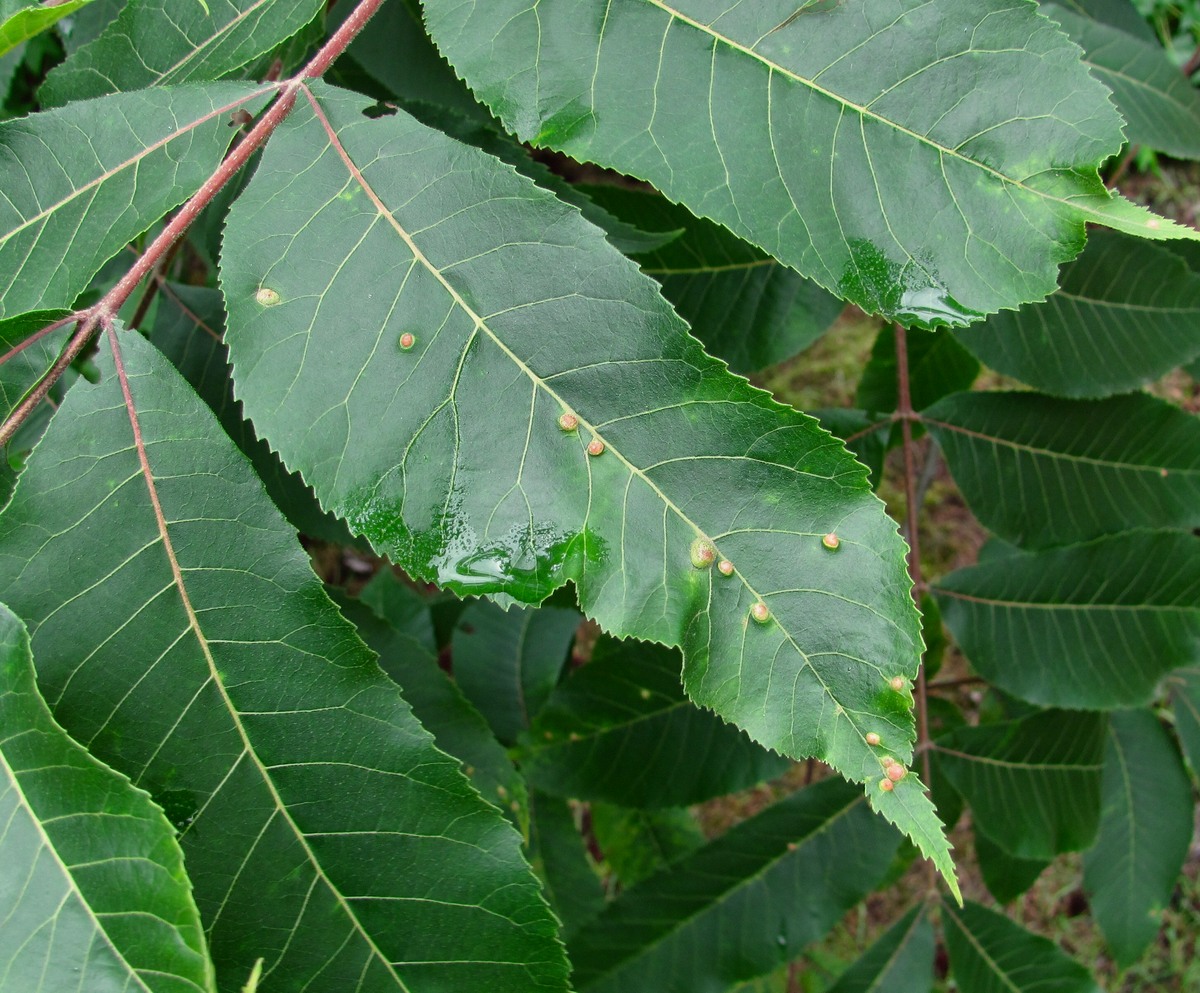 Изображение особи семейство Juglandaceae.