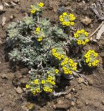 Alyssum persicum