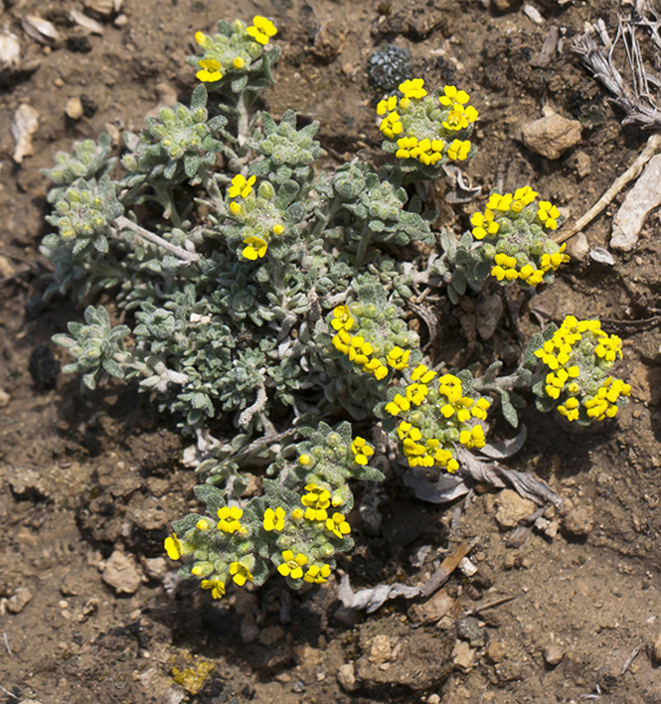 Изображение особи Alyssum persicum.