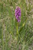 Dactylorhiza incarnata