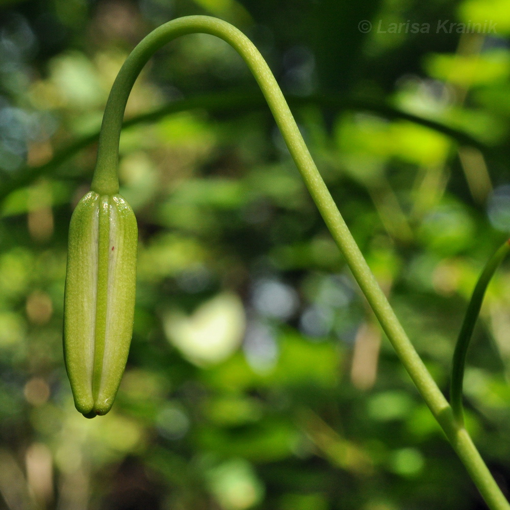 Image of Lilium cernuum specimen.