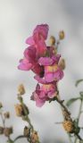 Antirrhinum majus. Верхушка побега с соцветием. Черноморское побережье Кавказа, г. Новороссийск, в культуре. 1 января 2016 г.