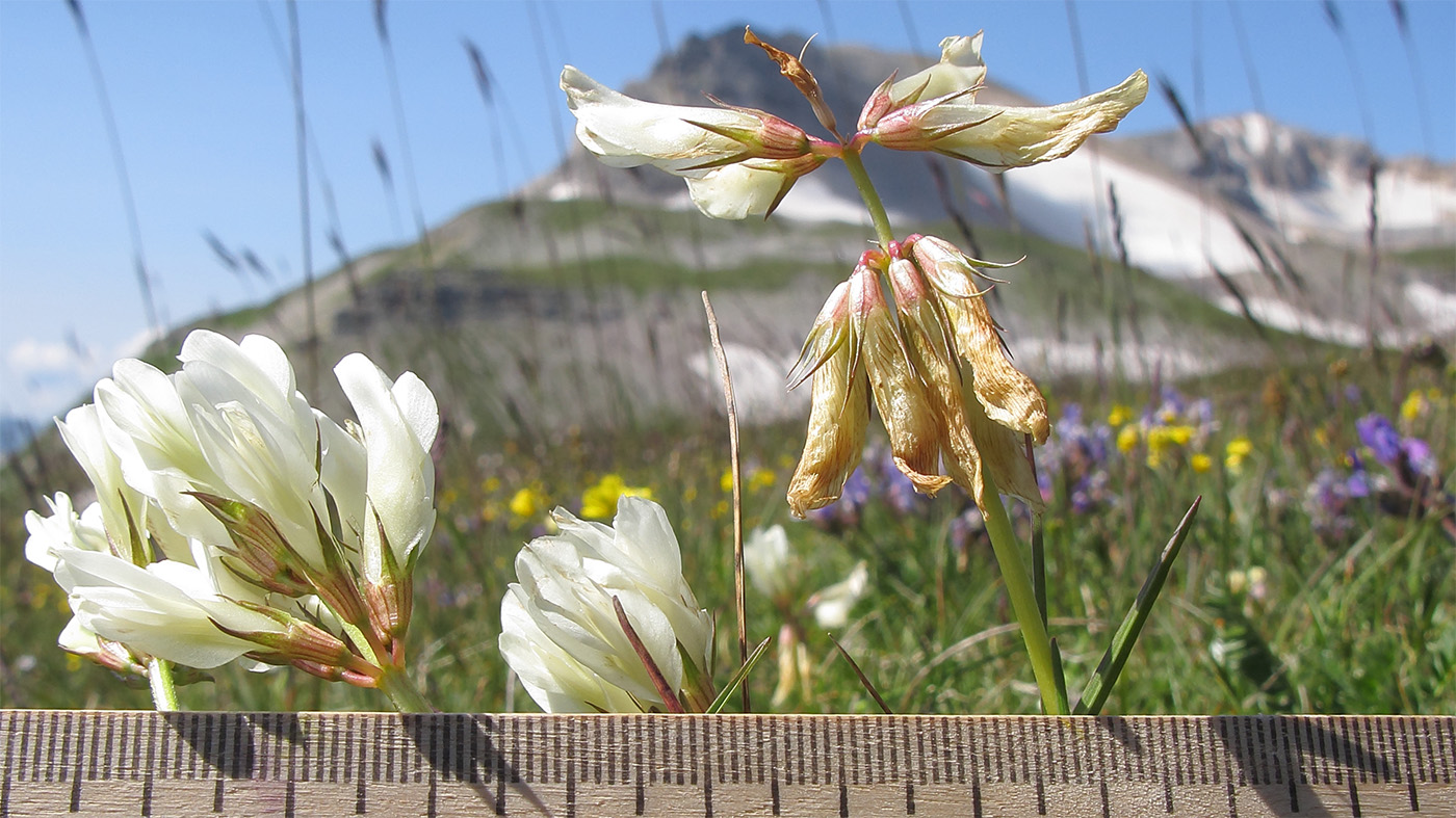 Image of Trifolium polyphyllum specimen.
