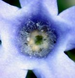 Vinca herbacea
