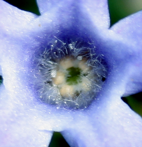 Image of Vinca herbacea specimen.