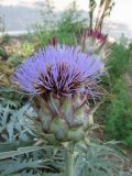 Cynara scolymus. Соцветие. Крым, Симферопольский р-н, пгт Николаевка, частный сектор. 19.08.2008.