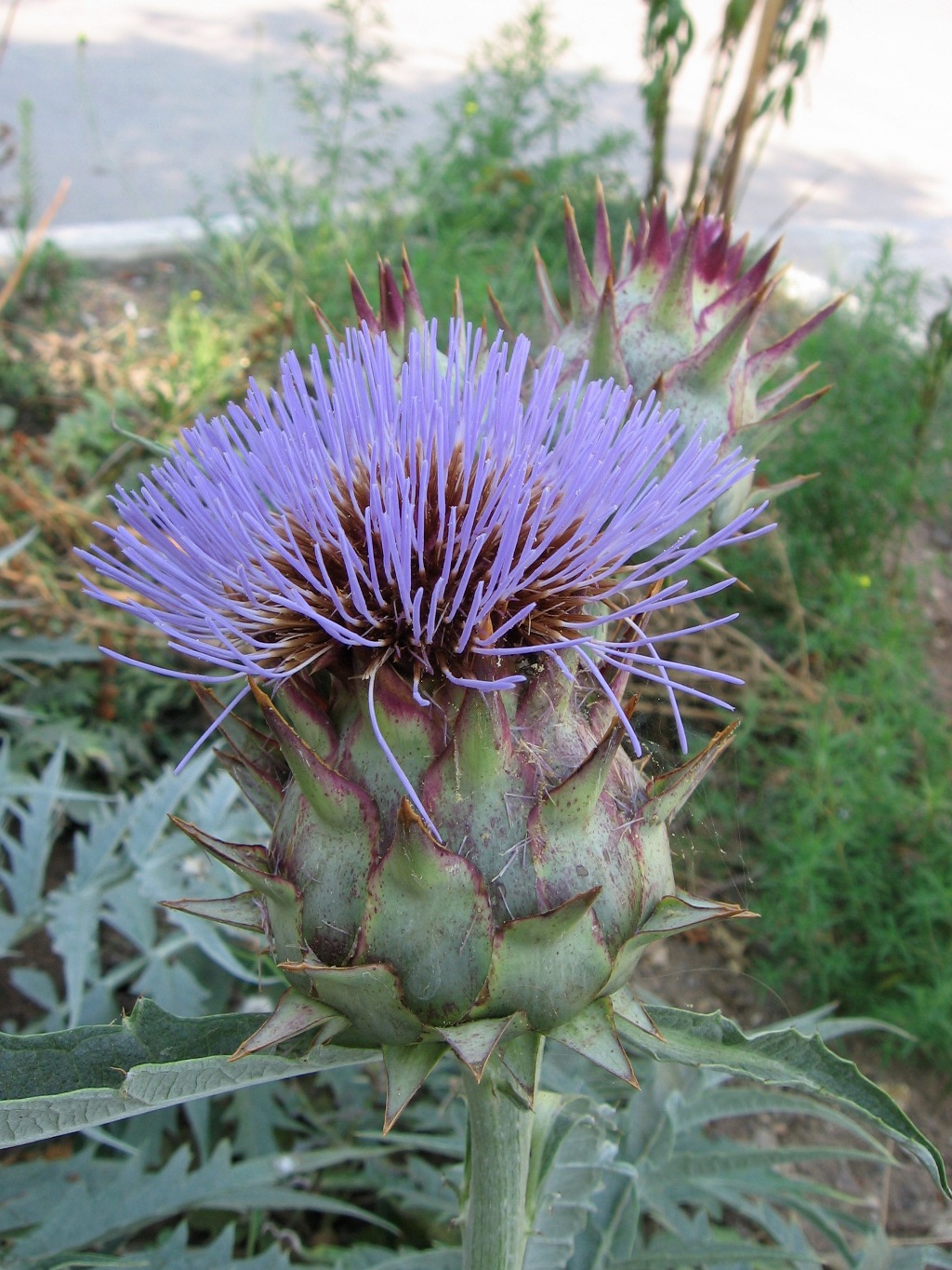 Изображение особи Cynara scolymus.