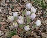 Pulsatilla multifida