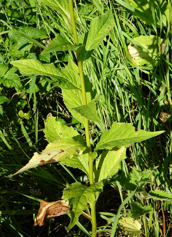 Image of Campanula latifolia specimen.