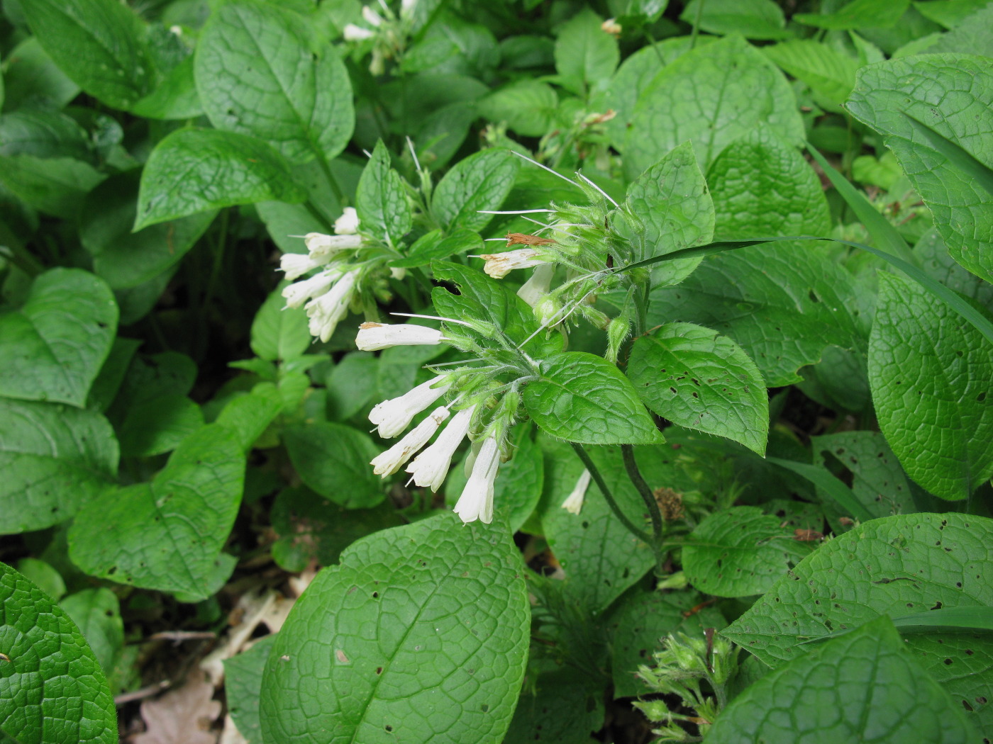 Изображение особи Symphytum grandiflorum.