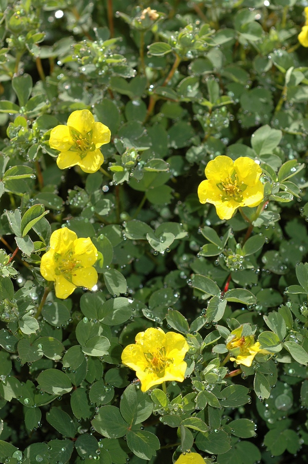 Image of Potentilla cuneifolia specimen.