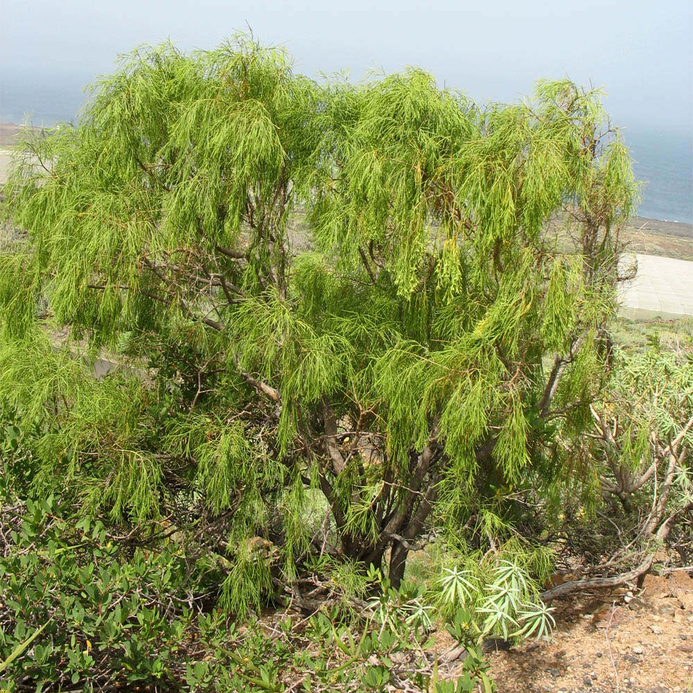 Изображение особи Plocama pendula.