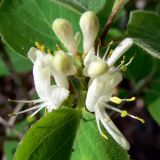 Lonicera xylosteum. Цветки и бутоны. Свердловская обл., окр. г. Североуральск, облесённый склон скал Грюнвальдта. 30.05.2014.