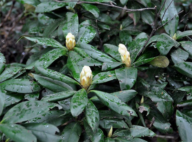 Image of Rhododendron caucasicum specimen.