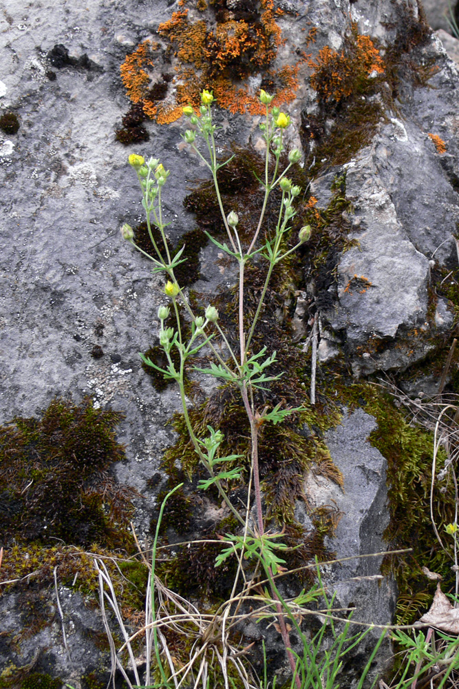 Изображение особи Potentilla argentea.