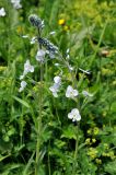 Veronica gentianoides