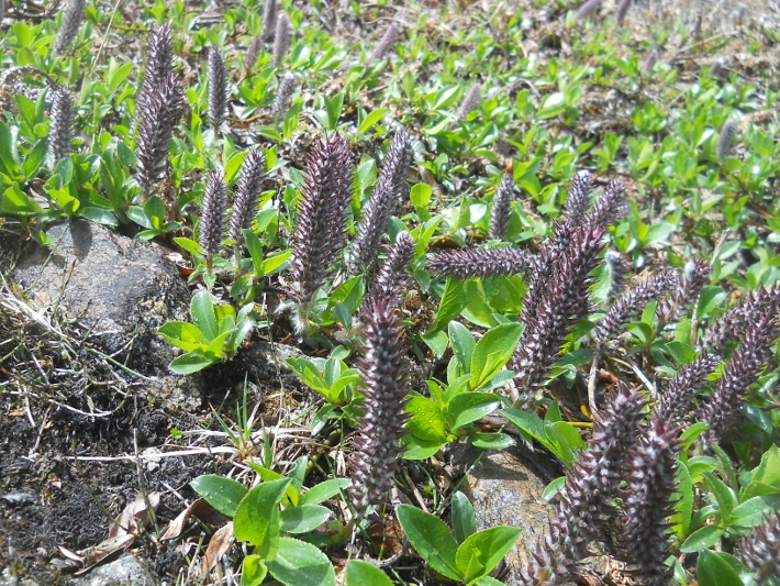 Изображение особи Salix rectijulis.