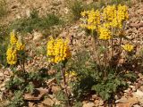 Phlomoides speciosa