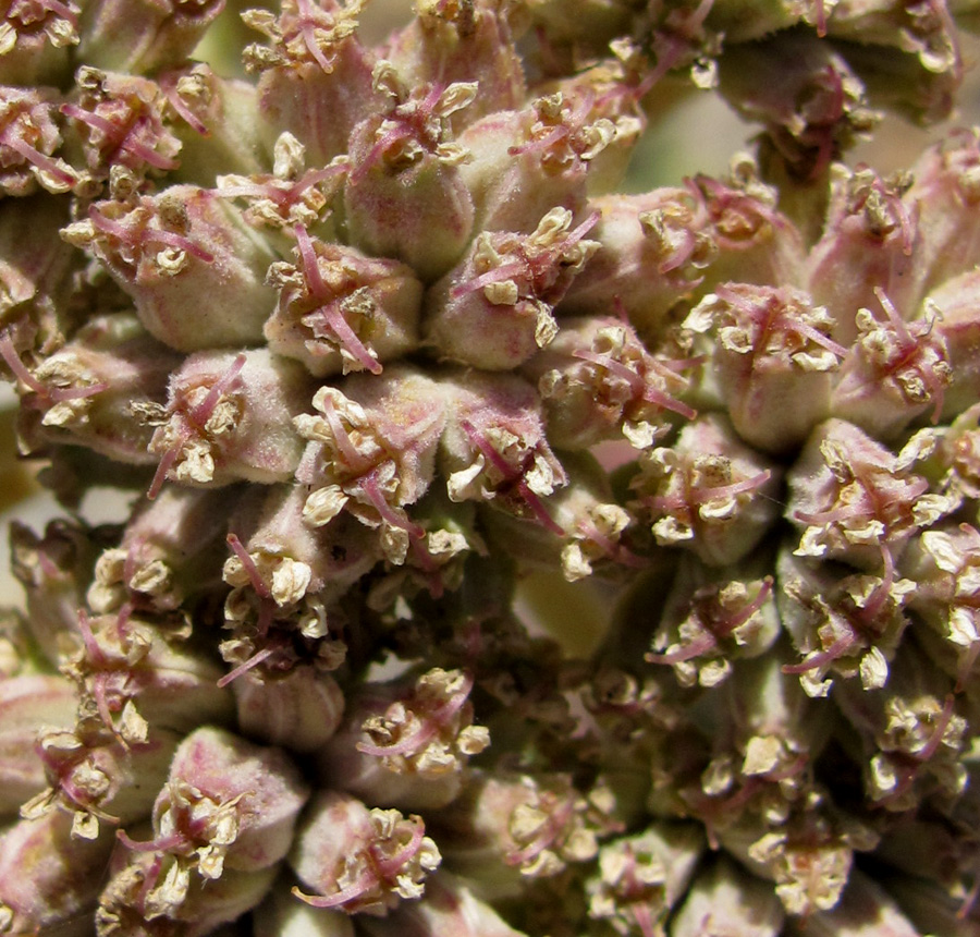 Image of Seseli ponticum specimen.