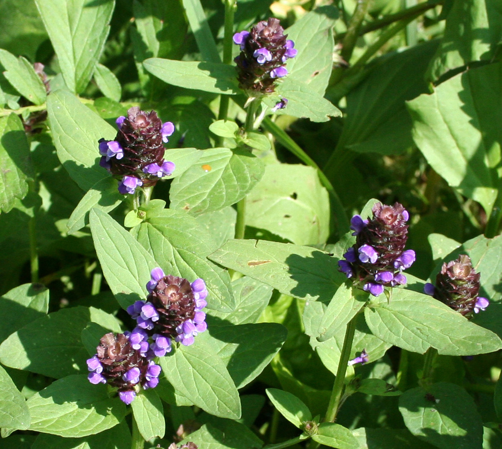 Изображение особи Prunella vulgaris.