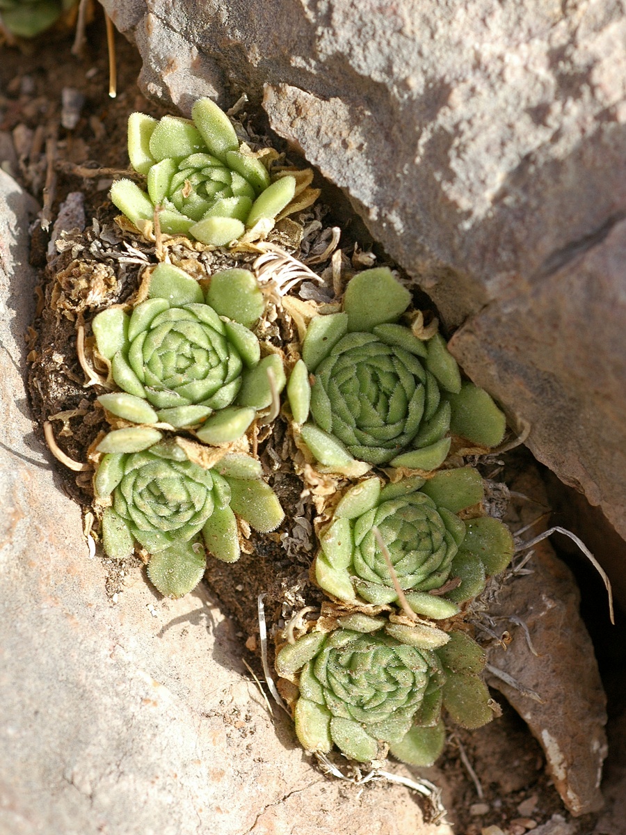 Image of Rosularia platyphylla specimen.