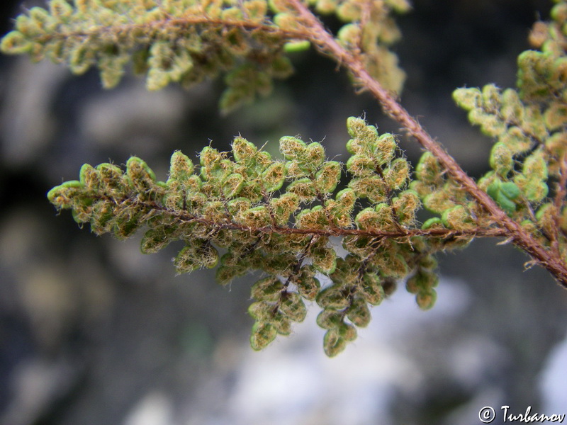 Изображение особи Oeosporangium persicum.