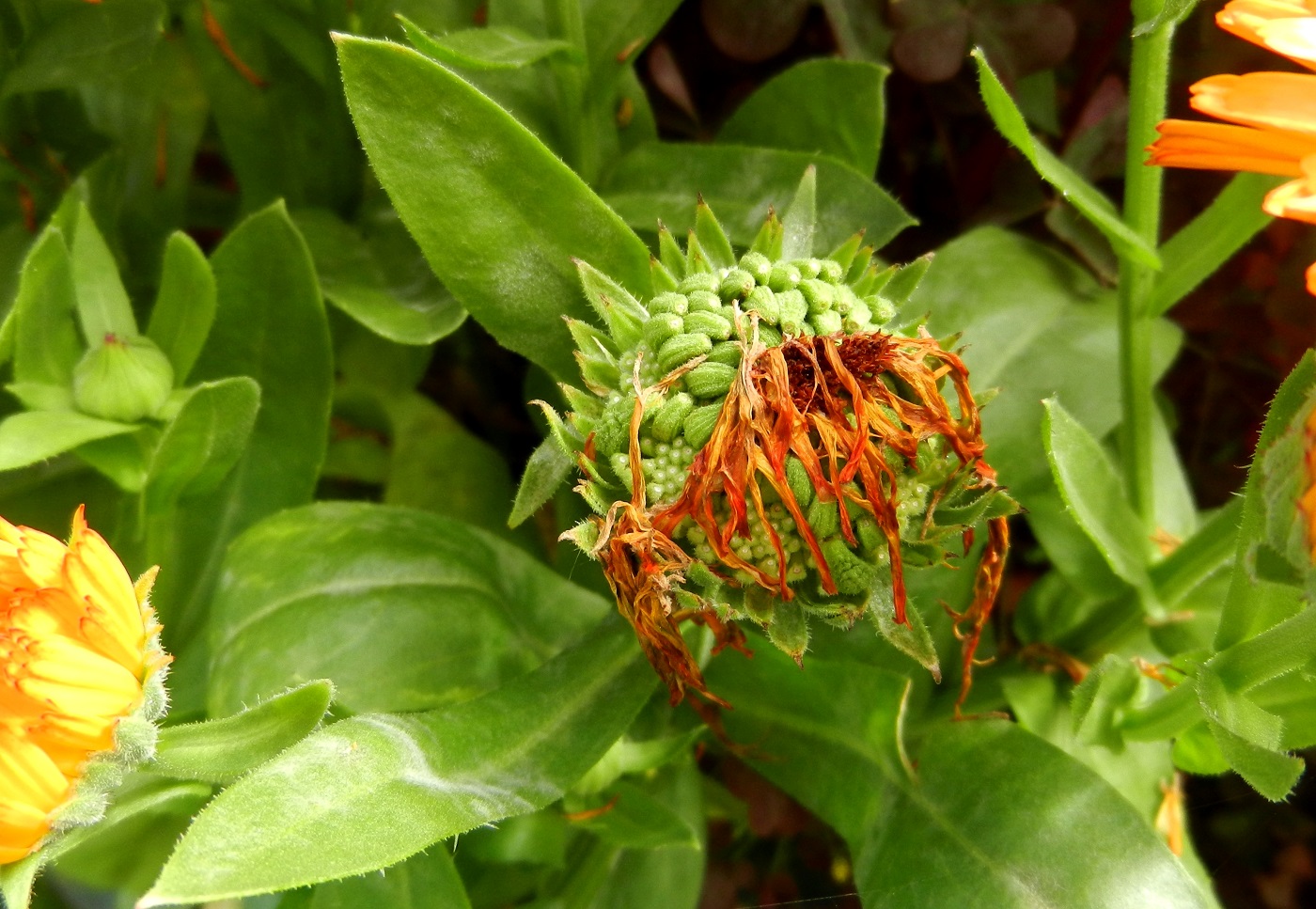 Image of Calendula officinalis specimen.