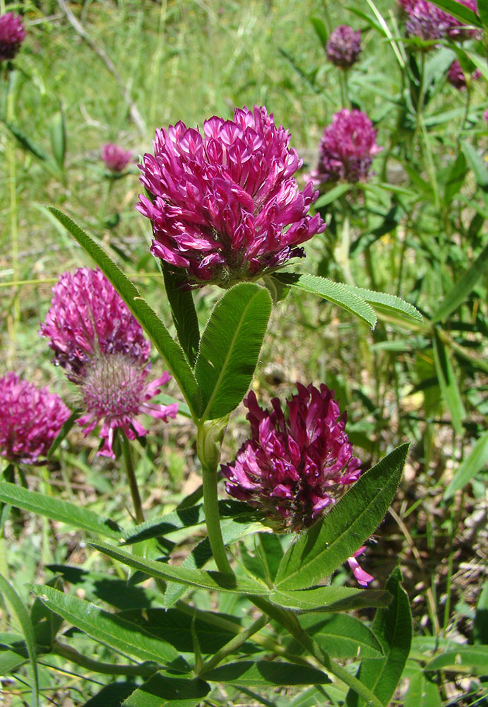 Изображение особи Trifolium alpestre.