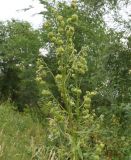 Cynoglossum viridiflorum