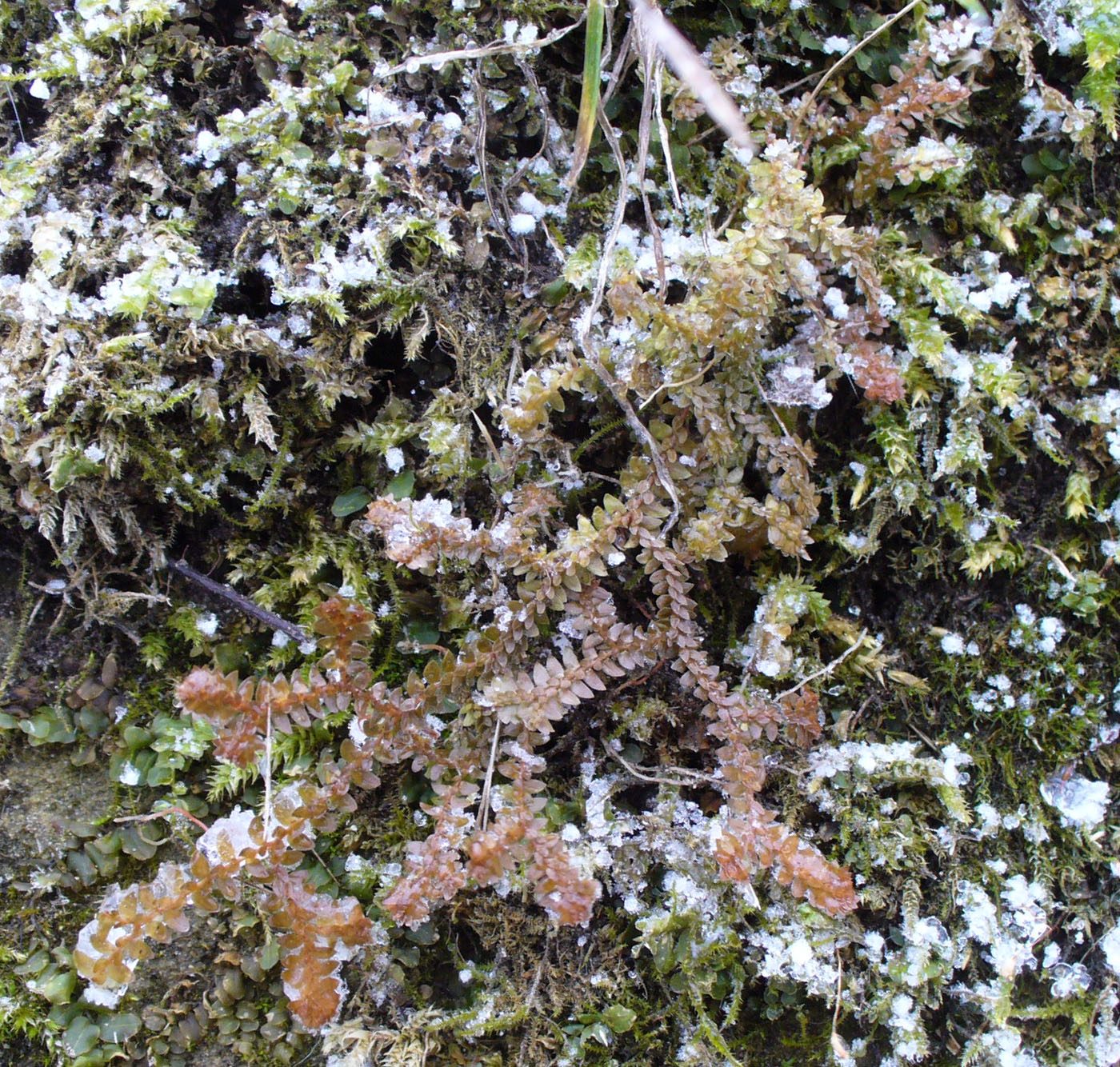 Image of Selaginella helvetica specimen.