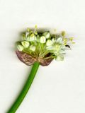Allium praemixtum. Верхушка побега с соцветием. Узбекистан, хребет Нуратау, Нуратинский заповедник, ущелье Гурдара, каменистый склон, около 1000 м н.у.м. Начало мая 2013 г.