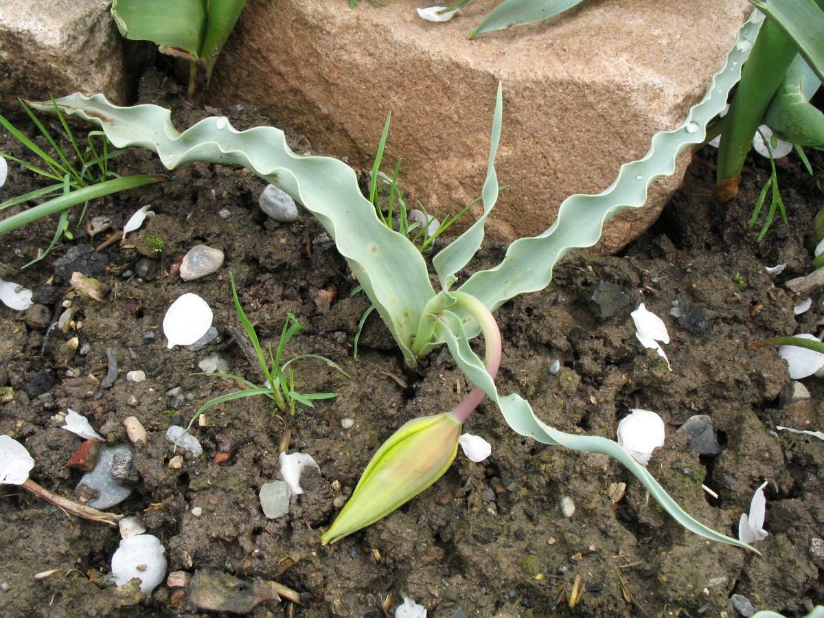 Image of Tulipa lehmanniana specimen.