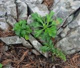Artemisia japonica. Расцветающее растение. Приморье, Хасанский р-н, п-ов Гамова, бухта Теляковского, прибрежные скалы. 28.08.2015.