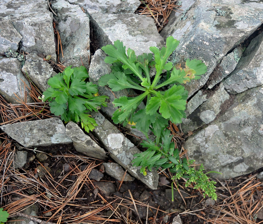 Image of Artemisia japonica specimen.