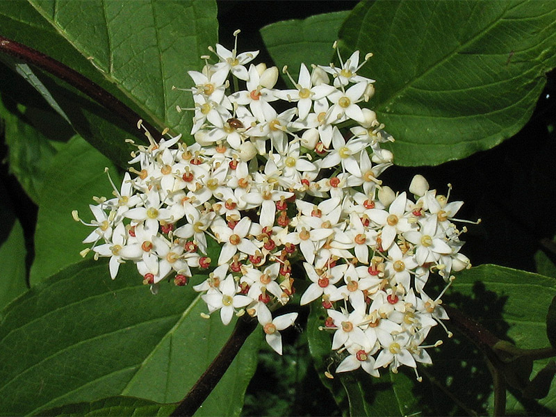 Image of Swida sericea specimen.