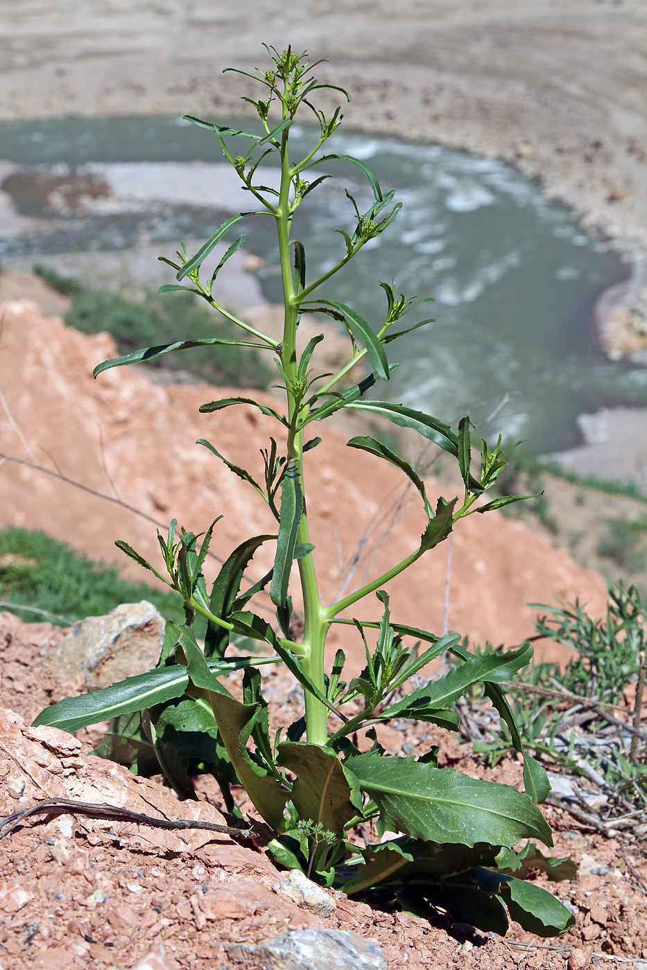 Image of Erucastrum armoracioides specimen.