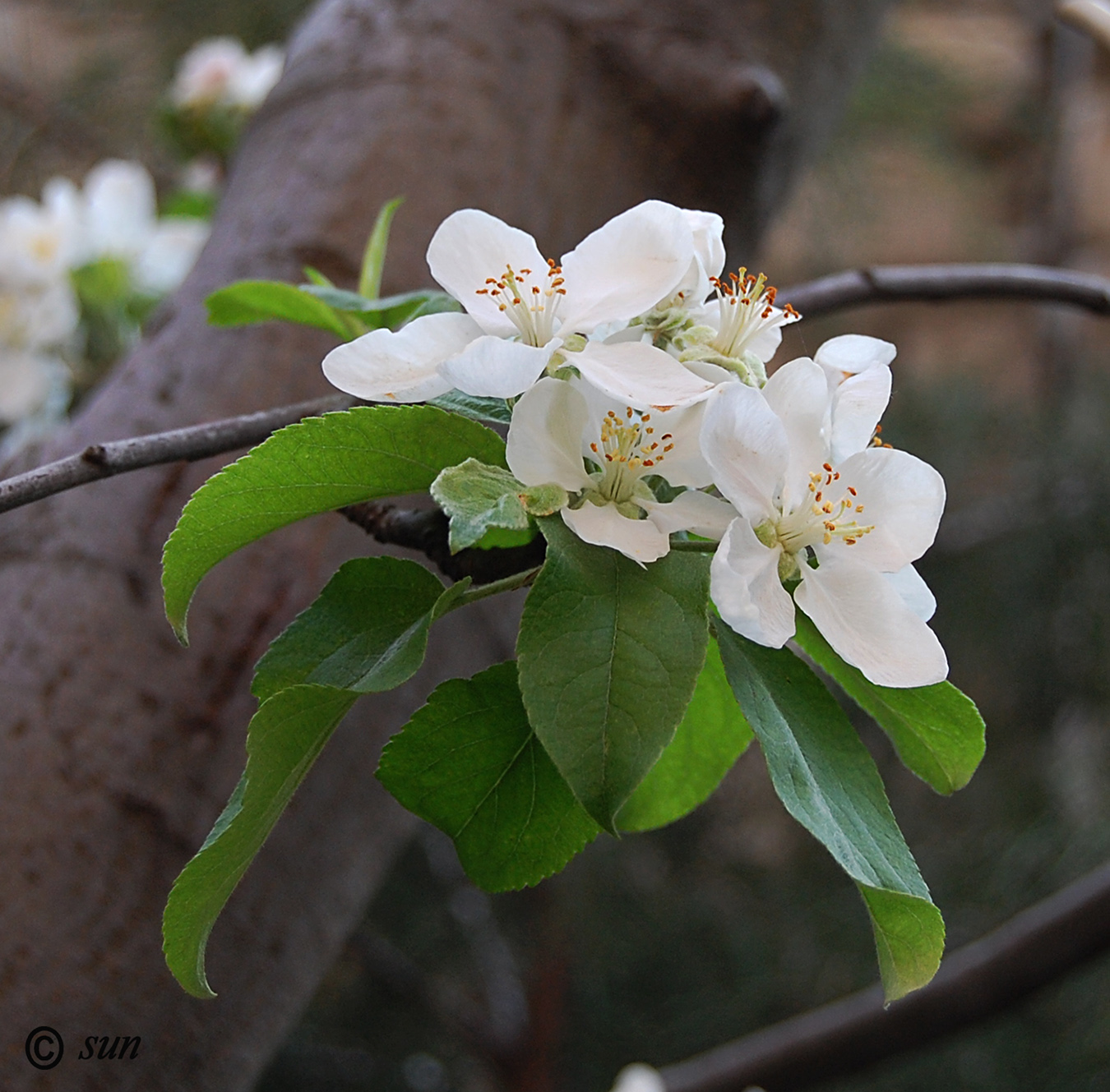 Изображение особи Malus domestica.