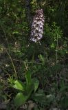 Orchis purpurea. Цветущее растение. Крым, окр. с. Терновка, редколесье из дуба и можжевельника колючего. 2 мая 2016 г.