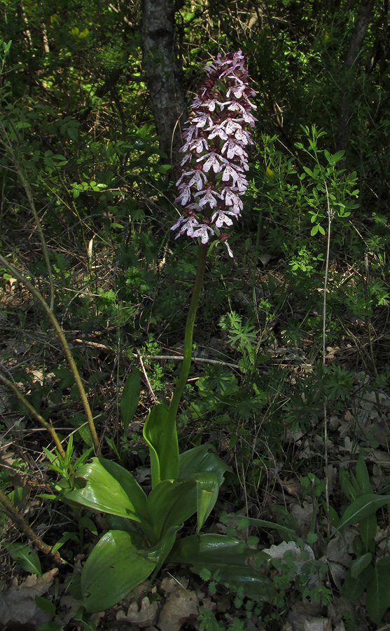 Image of Orchis purpurea specimen.