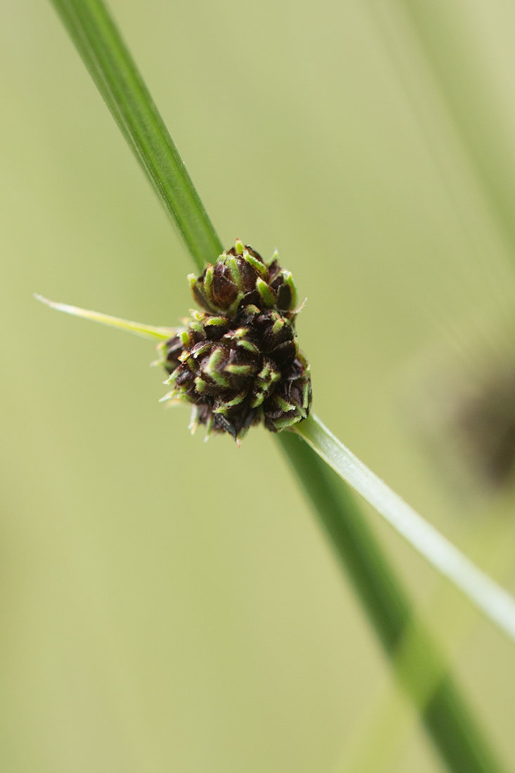 Изображение особи Scirpoides holoschoenus.