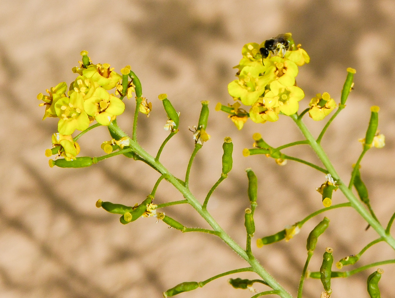 Изображение особи Nasturtiopsis coronopifolia.