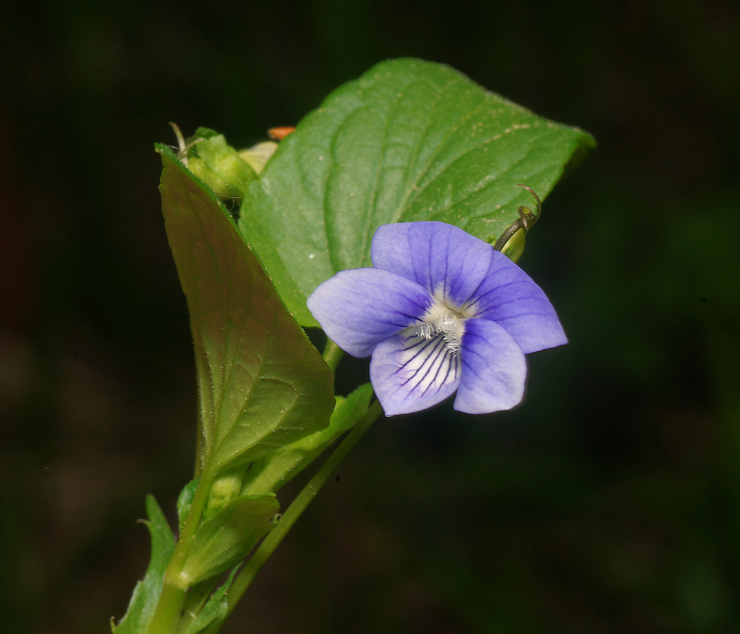 Image of Viola canina specimen.