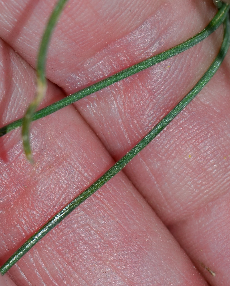 Image of Ornithogalum trichophyllum specimen.